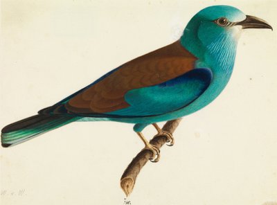 The European Roller by Wilhelm von Wright
